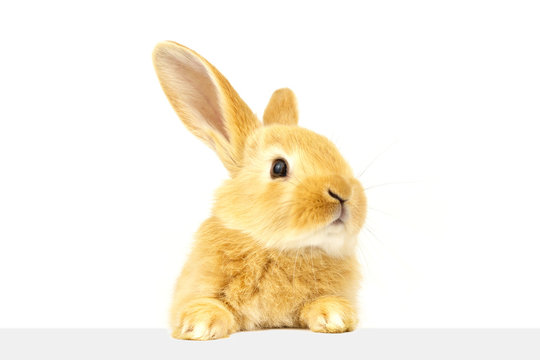 A little fluffy ginger rabbit looks into a banner. Easter cute bunnies isolated on white background.