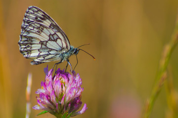 Melanargia galathea on the side sitting on a clover flower, the marbled white, is a butterfly in the family Nymphalidae, insect, wings, summer, nature, macro
