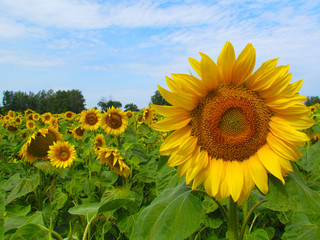 sunflowers in the field