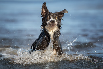 funny wet border collie dog playing in the sea