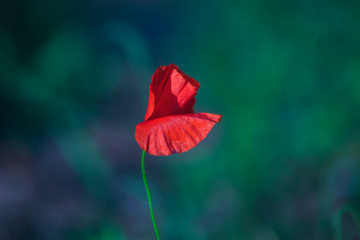Red wild poppies among grass, red flowers on a blue background, nature, beauty, macro, closeup
