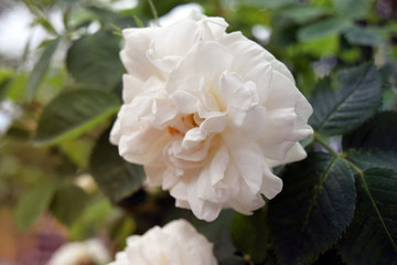 Rose flower with branch and green leaves in the garden. Nature. Blurred background, soft focus.