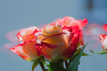 Beautiful tea rose, roses in a bouquet inside the apartment, plant flower nature macro closeup