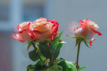 Beautiful tea rose, roses in a bouquet inside the apartment, plant flower nature macro closeup