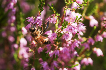 A small bee visiting a flowering Heather, Calluna vulgaris plant in late summer in Estonian forest, Northern Europe. 
