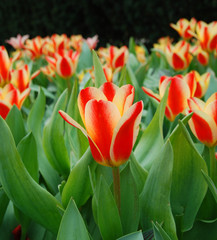 Row of red tulips for border or frame