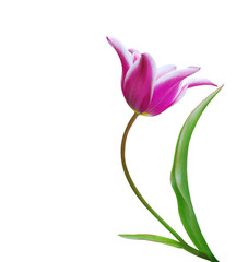 tulip on white isolated background.