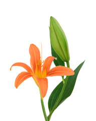 .Beautiful yellow anemone flowers on white background ..Image ID:106882415