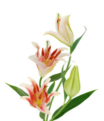 Fototapeta premium A lily flower decorating