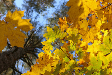 Fototapeta na wymiar yellow autumn leaves