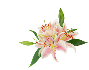 Fototapeta na wymiar Beautiful Lily flower isolate on white