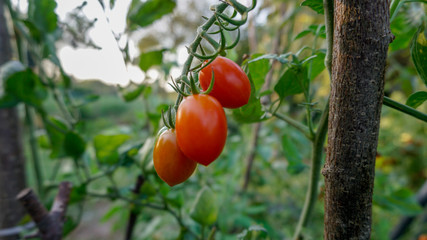 red tomato on a bush