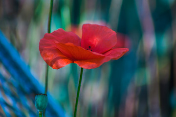 Red wild poppies among grass, red flowers on a blue background, nature, beauty, macro, closeup
