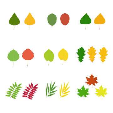 A set of tree leaves. Vector isolated image on a white background.