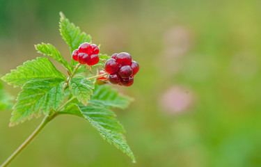 Wild Trailing Raspberry with Bokeh Background