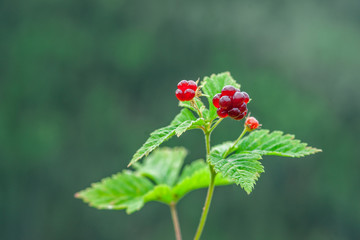 Rubus parvifolius or Trailing Raspberry in the Wild