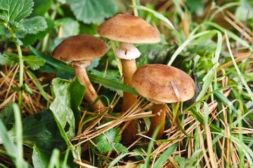 Blocked wild mushrooms on a green meadow