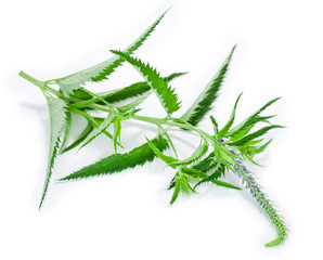 Naklejka premium Veronica spicata herb with buds isolated on a white background.