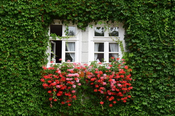 Sprossenfenster mit roten Geranien geschmückt und von wildem Wein umrankt