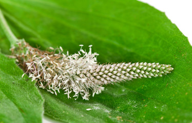 Greater Plantain, Plantago major or 