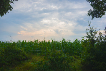 Spooky, get into the cornfield, dark field, horror, landscape, plants, scary, halloween