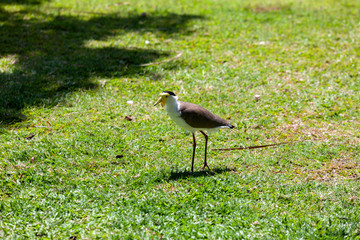 Obraz na płótnie Canvas A bird walking on the grass