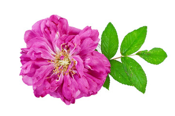 Naklejka premium Wild rose flower with leaf isolated on a white background.