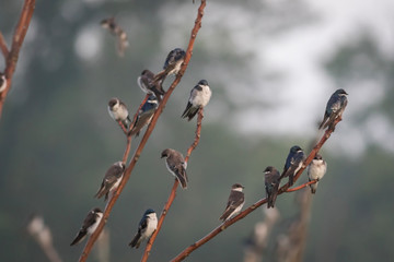Large flock of Tree Swallows, Tachycineta bicolor, perched and flying on branches in soft morning light and fog