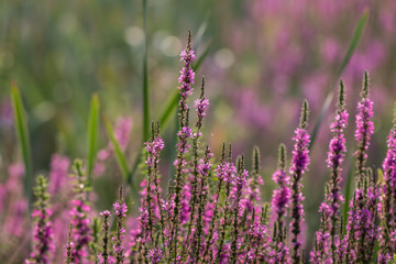 Purple loosestrife (Lythrum salicaria) field on a summer morning