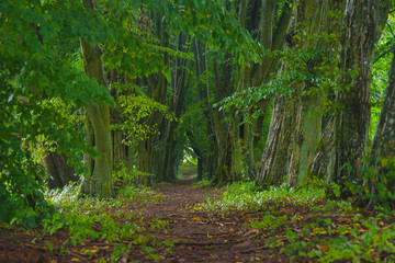 Landscape, path in the old forest, greenery, big trees, nature, tangled trunks and branches, summer, bark