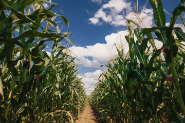 Corn field, sunny weather