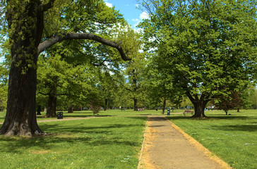 Public park with beautiful trees and footpath