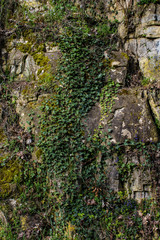 Ivy and Moss Climb Ancient Stone Walls in Municipal Park in Luxembourg City, Luxembourg