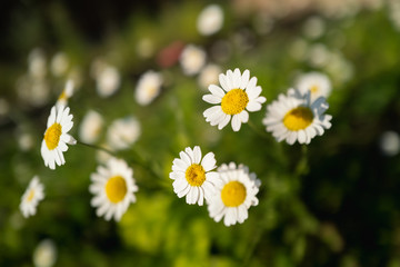 Obraz na płótnie Canvas Ox-eye wildflower daisies in the soft evening sunlight. The focus is soft and shallow.