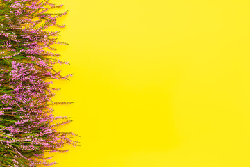 A border of Pink Common Heather flowers on a bright yellow background. Copy space, top view. Flat lay