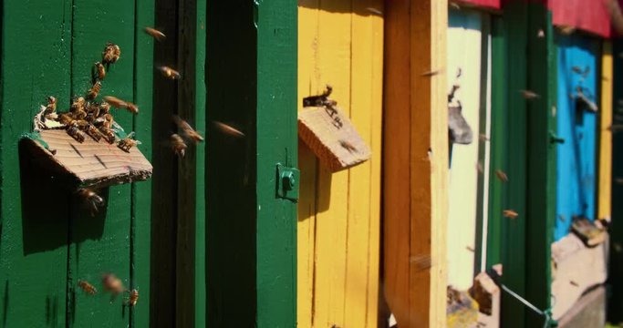 Colorful houses for domestic bees. A large number of bees fly to their uuli carrying honey. Slow motion