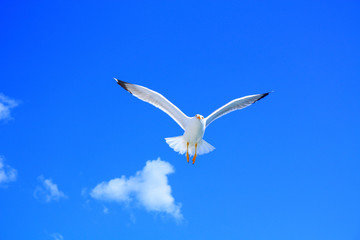 Seagull flying into the blue sky