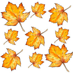 autumn leaves. cute pattern of beautiful prints of leaves painted watercolor by hand.