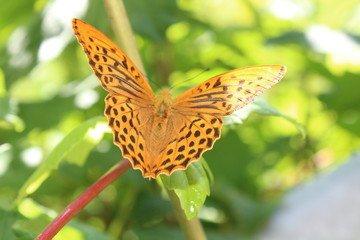 Kaisermantel auf einem Blatt