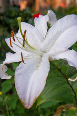 White lily flower blooming in close up	
