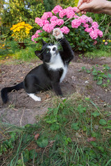 Young black and white cat playing in a garden