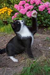 Young black and white cat playing in a garden