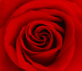 Fototapeta premium Close up of red rose petal