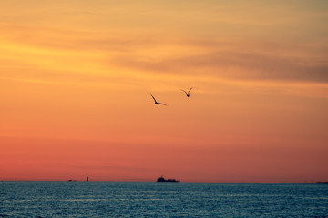 Obraz na płótnie Canvas seagulls at sunset