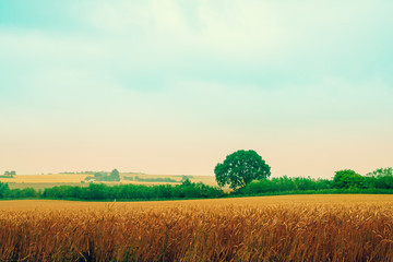 landscape with wheat field and sunset