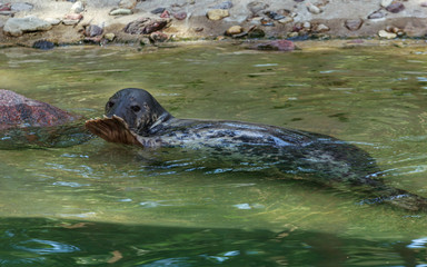 Grey seal showing good bye with metatarsus