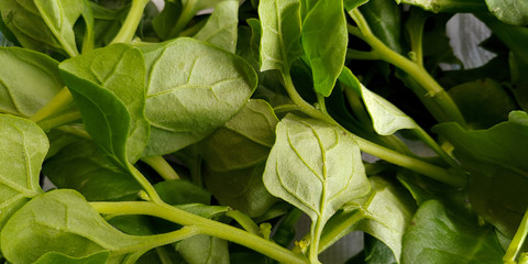 Delicious fresh spinach from the organic fair.