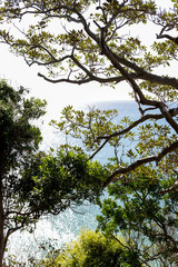 Seascape view through tree branches