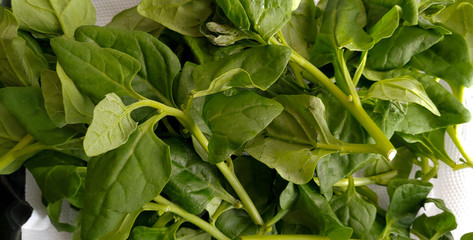 Delicious fresh spinach from the organic fair.