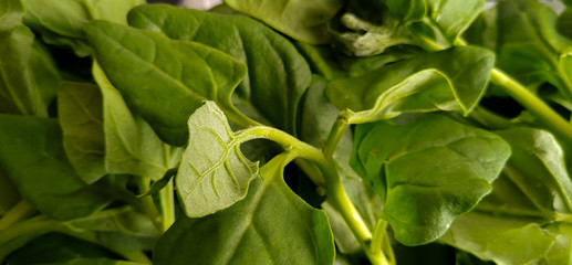 Delicious fresh spinach from the organic fair.